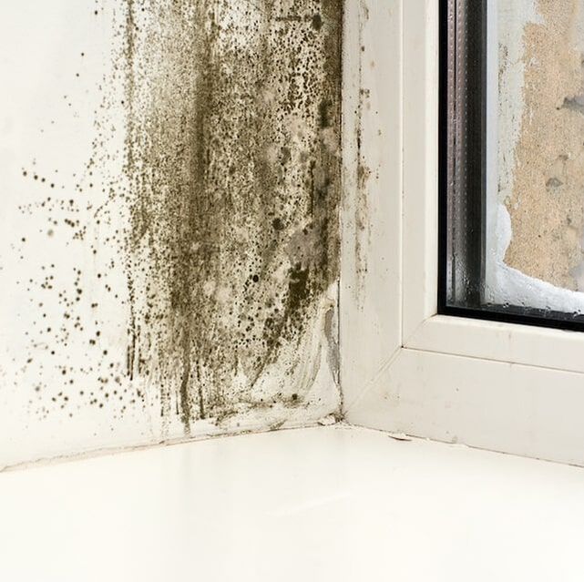 Moldy Wall Insulation Removal Tampa